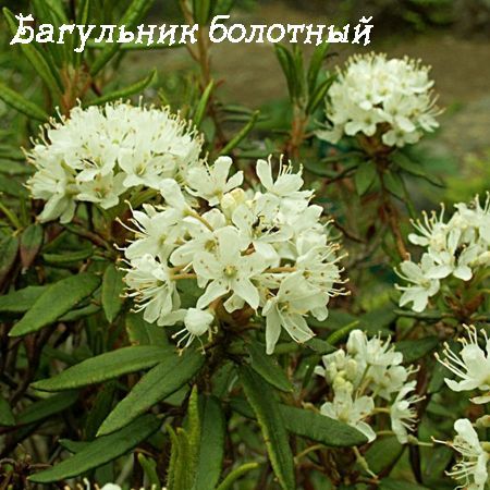 Багульник болотный фото