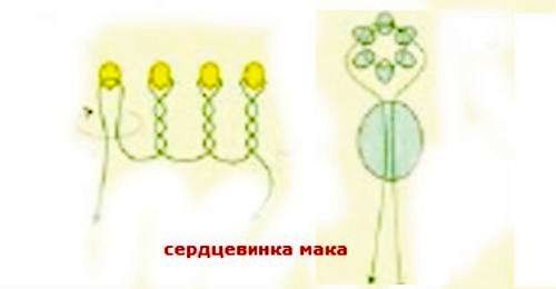 схема тычинок фото
