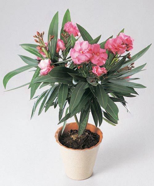 олеандр фото