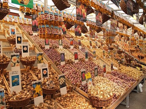 луковицы тюльпанов из Голландии фото